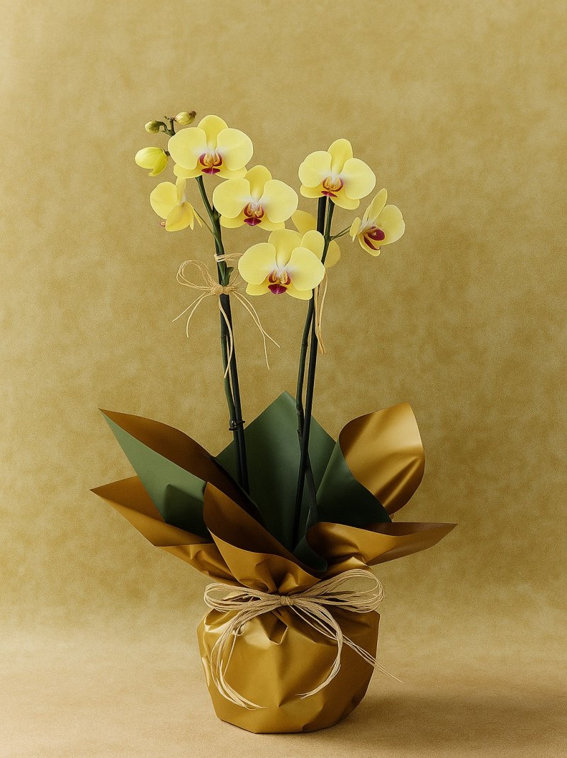 Orkide Double Yellow