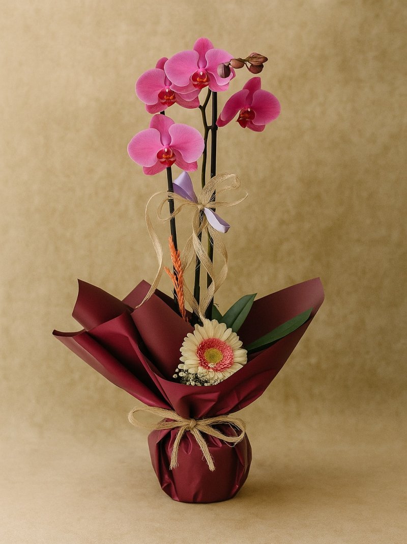 Orkide Double Purple